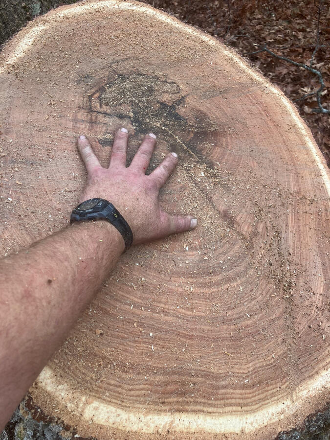 How old is this tree? How old is this tree?