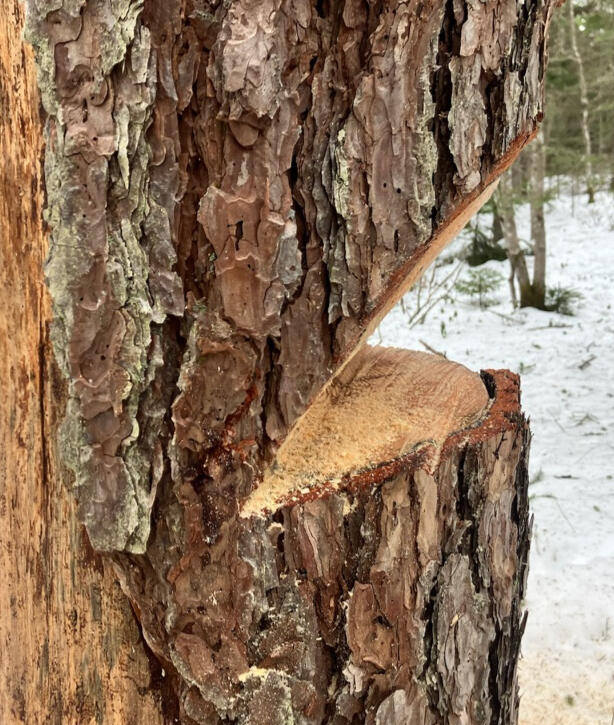 Face cut Mountain Wren - Tree and Garden Specialists logo